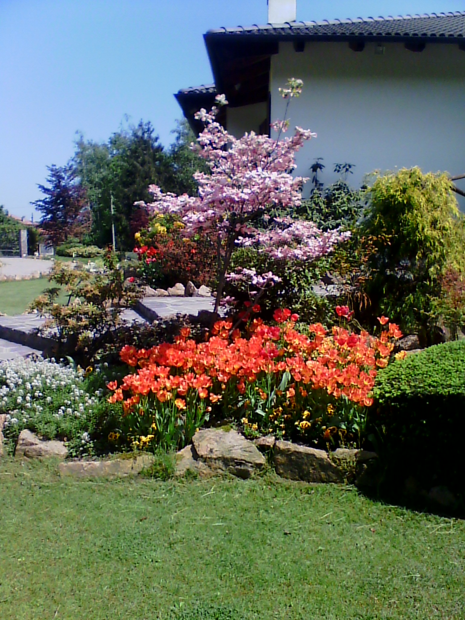 cornus e macchia tulipani